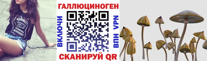 Псилоцибиновые грибы прущие грибы  hydra tor  Белозерск 